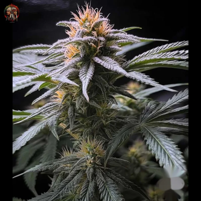 Acapulco Gold Cannabis Samen