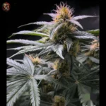 Acapulco Gold Cannabis Samen