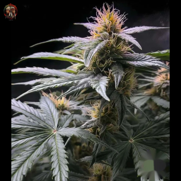 Acapulco Gold Cannabis Samen