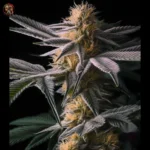 Acapulco Gold Cannabis Strains