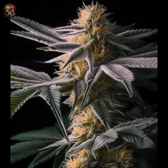 Acapulco Gold Cannabis Strains