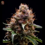 Afghan Auto Twins Garden Seeds – Twins Garden Seeds