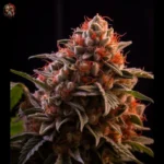 Afghan Auto Twins Garden Seeds – Twins Garden Seeds