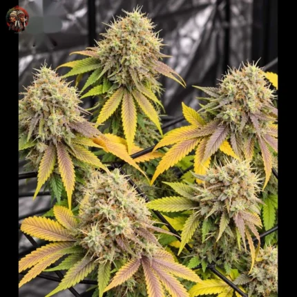 Afghan Skunk Cannabis Samen