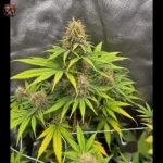 Afghan Skunk Cannabis Samen