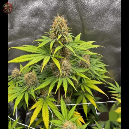 Afghan Skunk Cannabis Samen