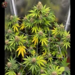 Afghan Skunk Cannabis Samen