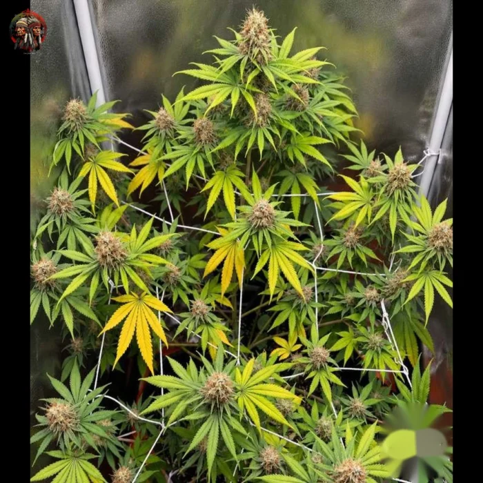 Afghan Skunk Cannabis Samen