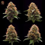 Amnesia Haze: Twins Garden Seeds
