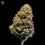 Amnesia Haze Feminisiert – Twins Garden Seeds