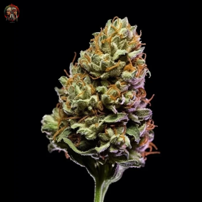 Amnesia Haze Feminisiert – Twins Garden Seeds