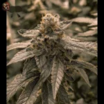 Bubba Kush Strains