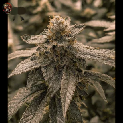 Bubba Kush Strains