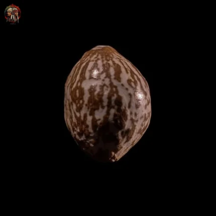 Bubba Kush Cannabis Seeds