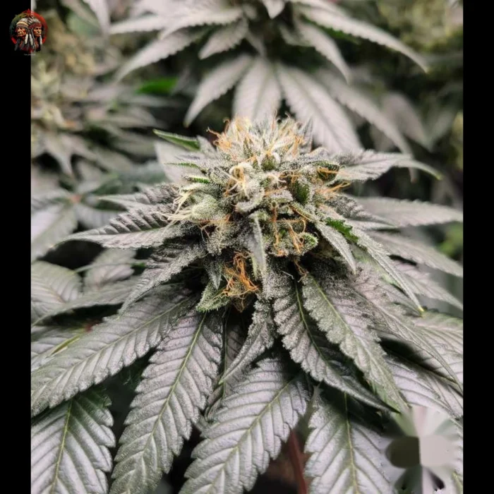 Bubba Kush Strains