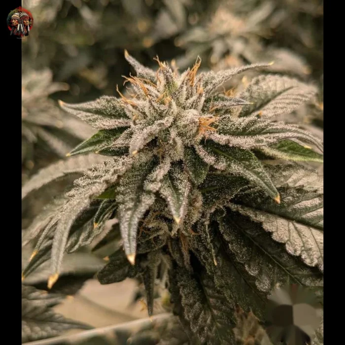 Bubba Kush Strains