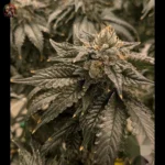 Bubba Kush Cannabis Samen