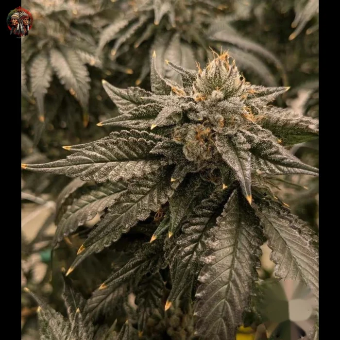 Bubba Kush Cannabis Samen