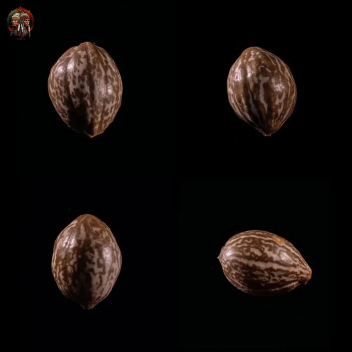 Bubba Kush Cannabis Seeds