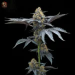 David 420 Feminisierte Cannabis Samen