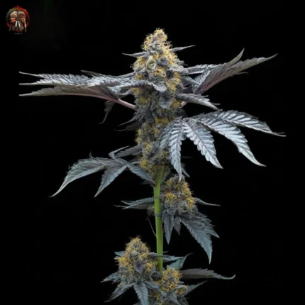 David 420 Feminisierte Cannabis Samen