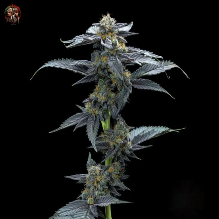 David 420 Cannabis Samen