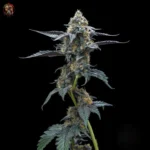 David 420 Cannabis Samen