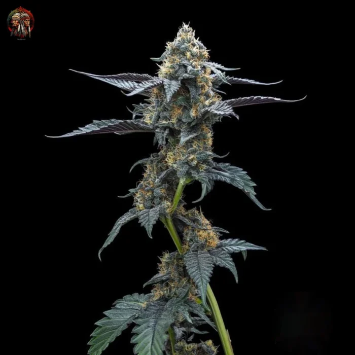 David 420 Cannabis Samen