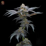 David 420 Cannabis Samen