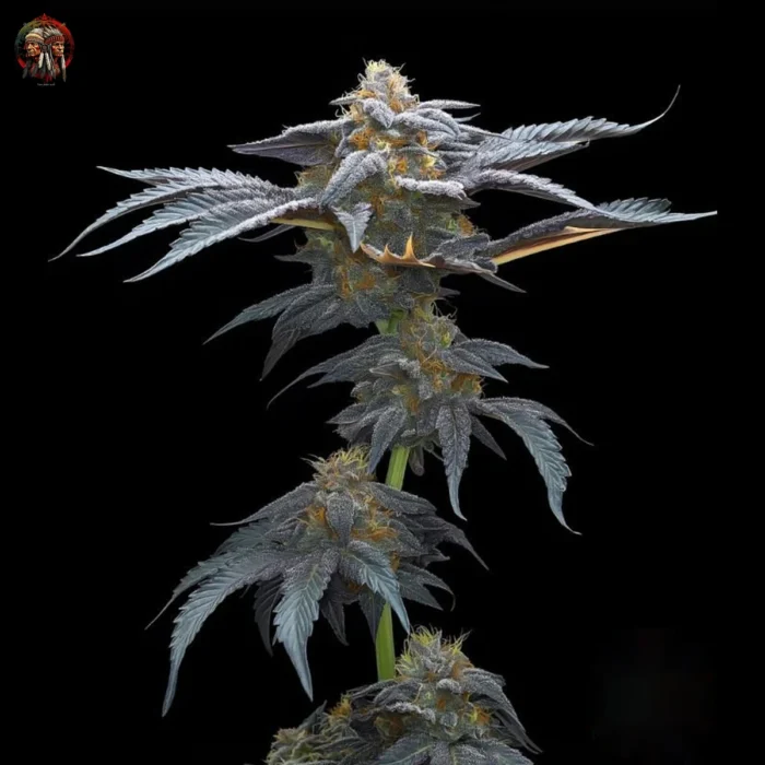 David 420 Cannabis Samen