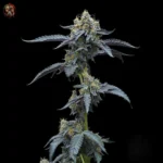 David 420 Feminisierte Cannabis Samen