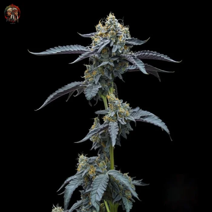 David 420 Feminisierte Cannabis Samen