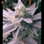 Do si Dos Auto Cannabis Samen