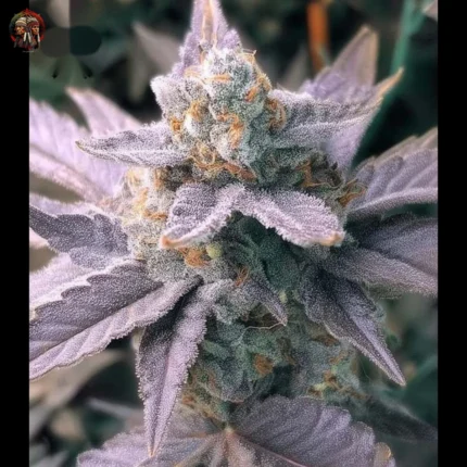 Do si Dos Auto Cannabis Samen