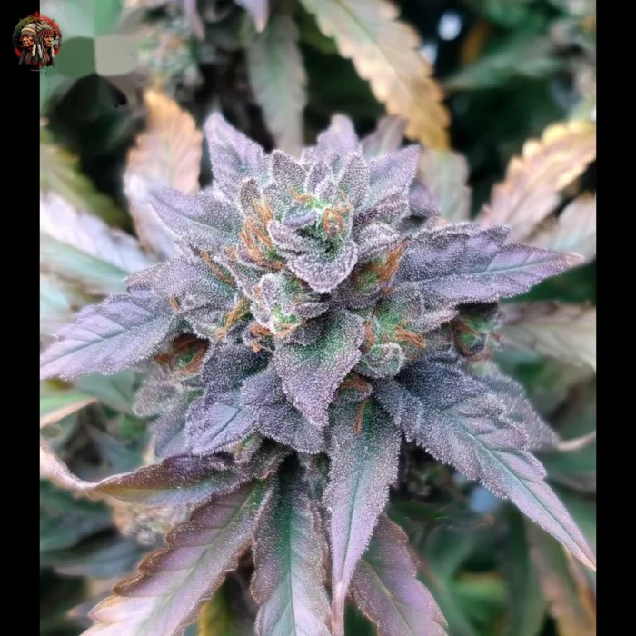 Do si Dos Auto Cannabis Samen