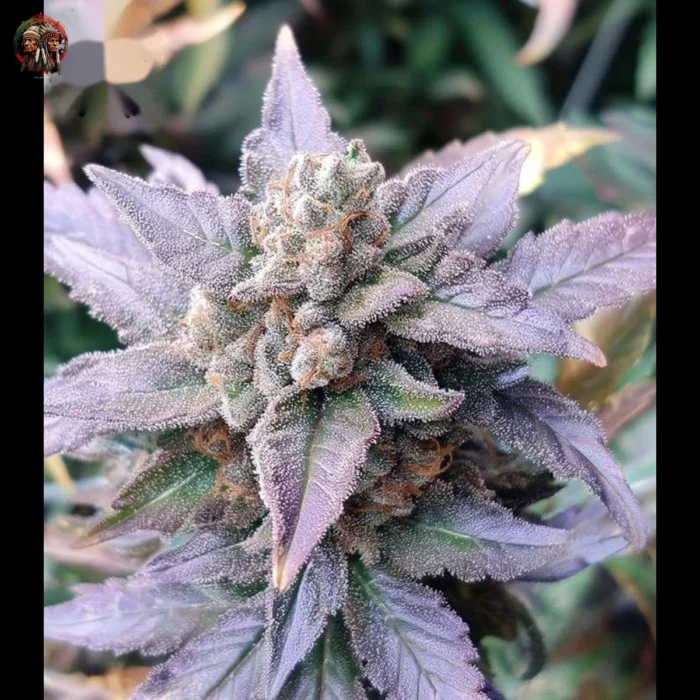 Do si Dos Auto Cannabis Strains