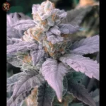 Do si Dos Auto Cannabis Strains