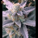 Do si Dos Auto Cannabis Samen