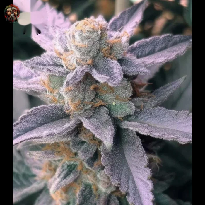 Do si Dos Auto Cannabis Samen