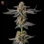 Gelato Cannabis Samen