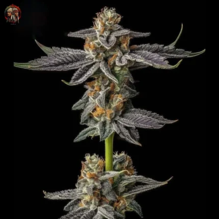 Gelato Cannabis Samen