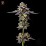 Gelato Cannabis Strains