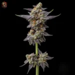 Gelato Cannabis Strains