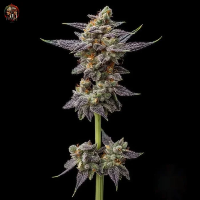 Gelato Cannabis Strains