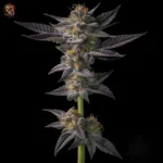 Gelato Cannabis Samen