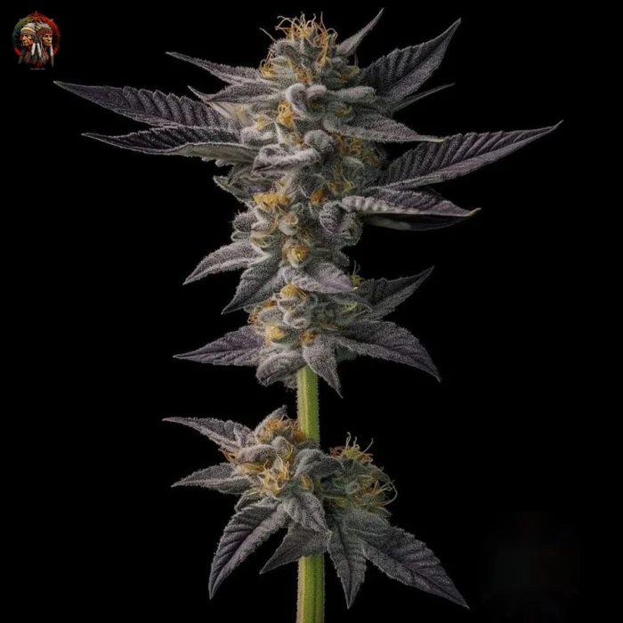 Gelato Cannabis Samen