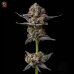 Gelato Cannabis Samen