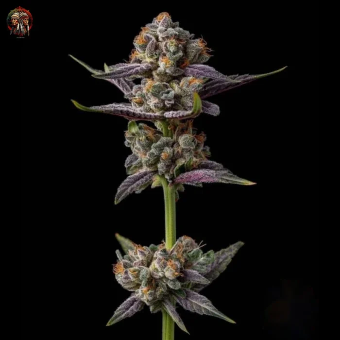 Gelato Cannabis Samen