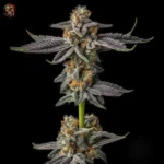 Gelato Cannabis Samen