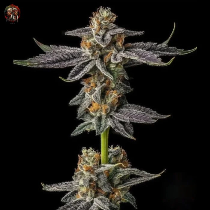 Gelato Cannabis Samen